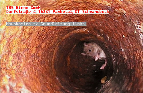 Rattenplage in Kanalsystem